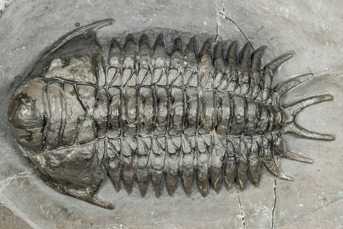 Crotalocephalus Trilobite - Jorf, Morocco #355765